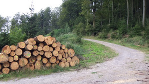 Verkauf von Brennholz aus dem Stadtwald
